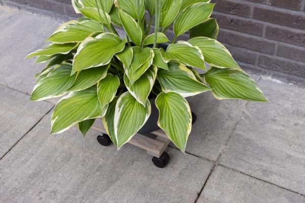 Fallen Fruits SMALL SQUARE PLANT TROLLEY FSC MIX CREDIT