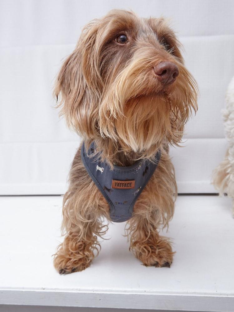 fat face Grey Dogs Small Harness