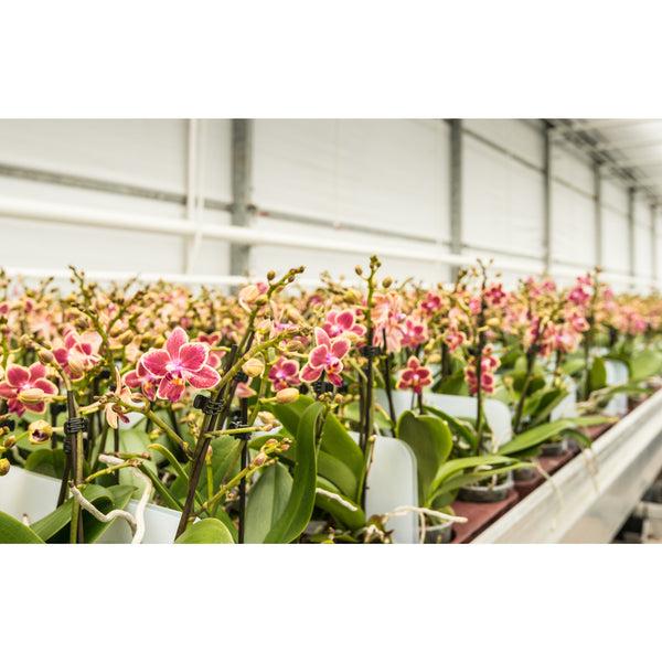 Feit Electric 20 In. 175W High Bay Full Spectrum LED Grow Light