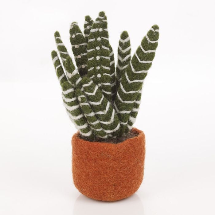 felt so good Cactus Aloe Vera (white striped leaves brown base)