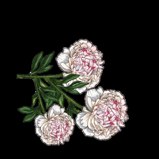 french girl Hyaluronic Radiance Cream