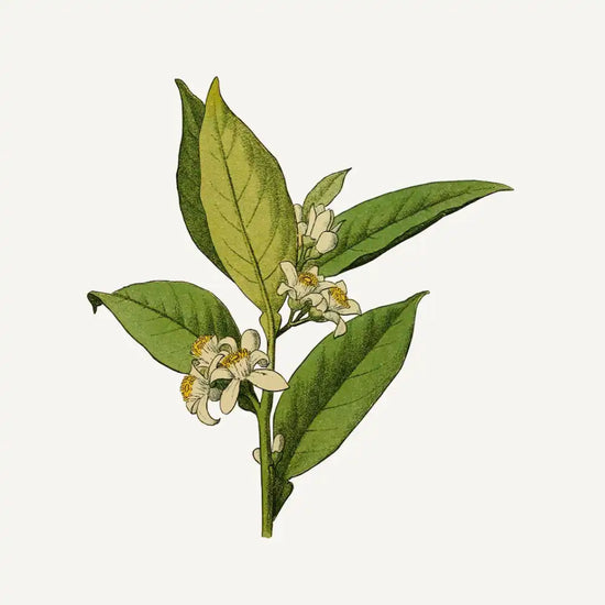 French Girl South Of France Orange Blossom Soap