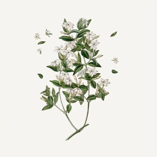 French Girl South Of France Precious Jasmine Soap