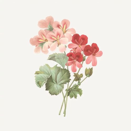 French Girl South Of France Rose Geranium Soap