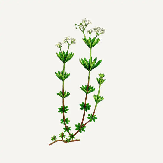 French Girl South Of France Sea Samphire Soap