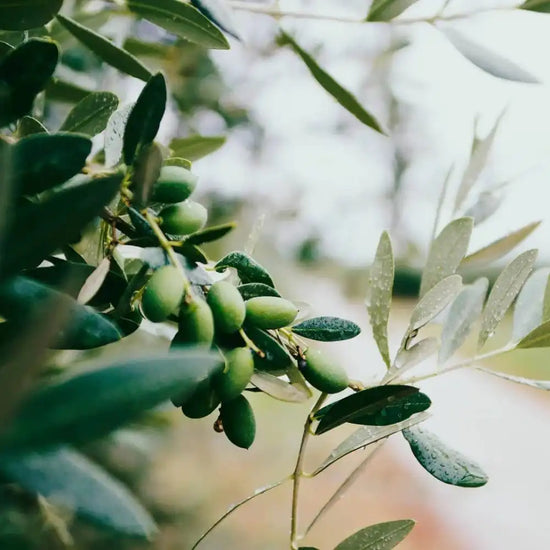 French Girl Limited Edition Olive Liquid Marseille Soap