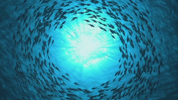 Full Circle Clean Ocean