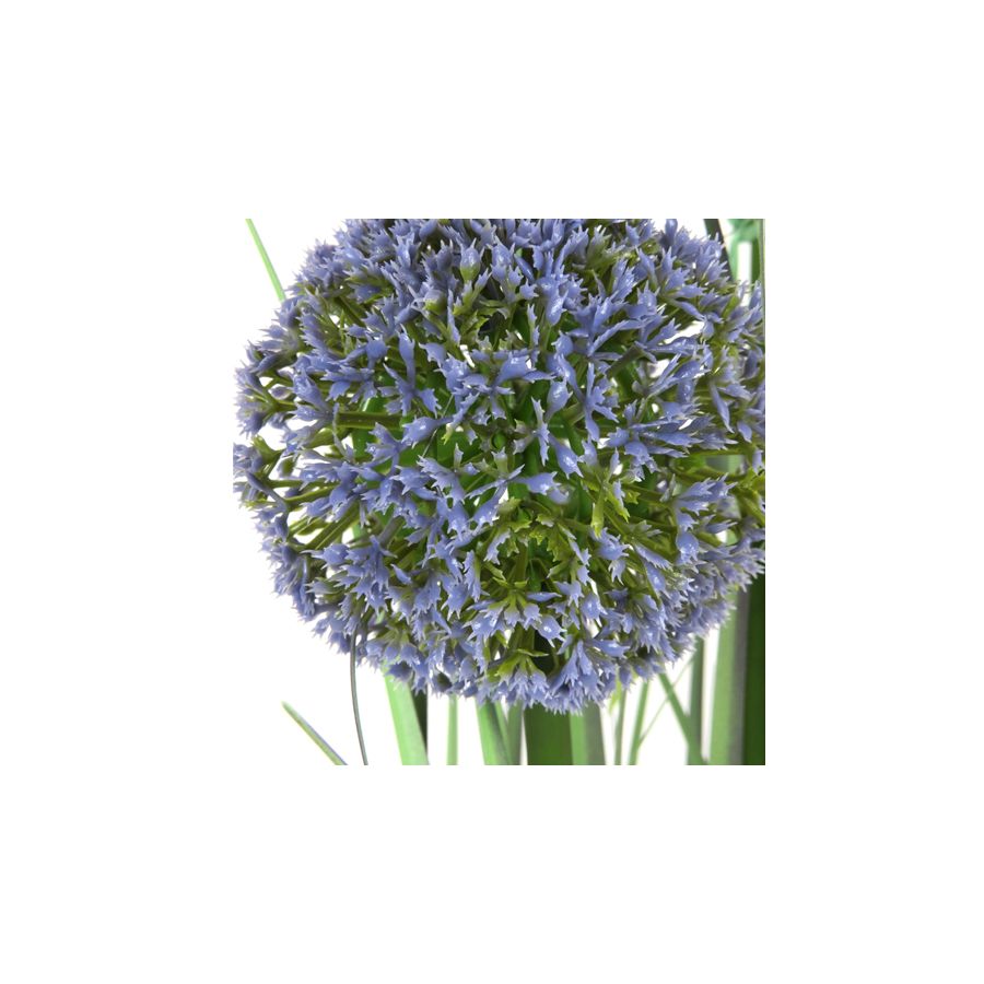 gift company Allium grass H80cm in Pot