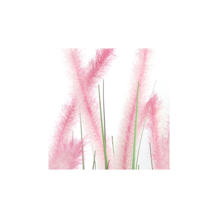 gift company Dogtail grass H80cm in Pot