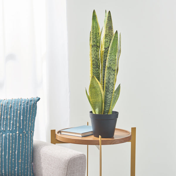 Gdf Studio McClure Artificial Tabletop Snake Plant