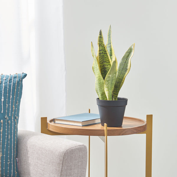 gdf studio McClure Artificial Tabletop Snake Plant
