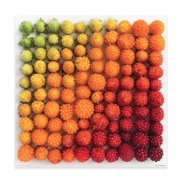 Genuine Fred 500 PIECE PUZZLE: SALMONBERRIES Puzzle