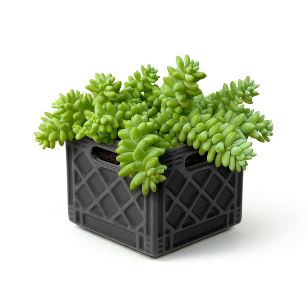 Genuine Fred FANCY PLANTS - Milk Crate Planter