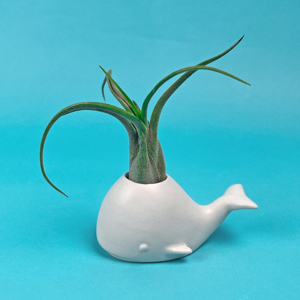 Genuine Fred FANCY PLANTS - Whale Air Plant Holder