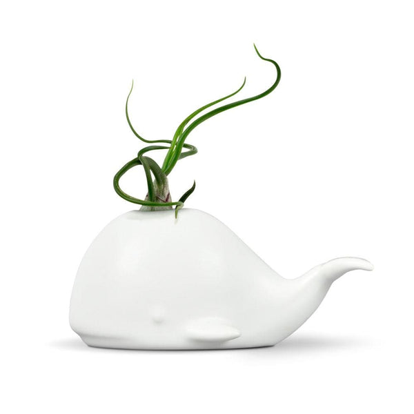 Genuine Fred FANCY PLANTS - Whale Air Plant Holder