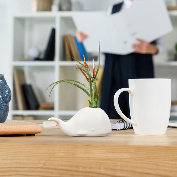 Genuine Fred FANCY PLANTS - Whale Air Plant Holder