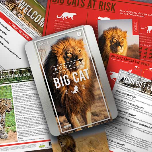 gift republic Adopt a Big Cat