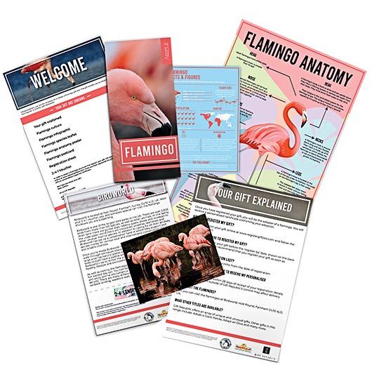 Gift Republic Adopt A Flamingo