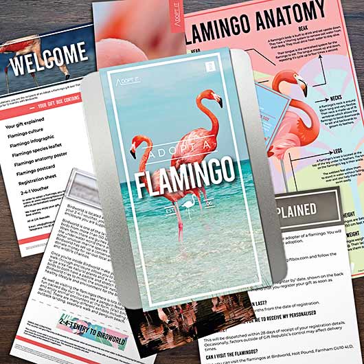 gift republic Adopt a Flamingo