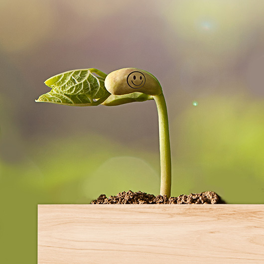 gift republic Be Happy - Grow Bean