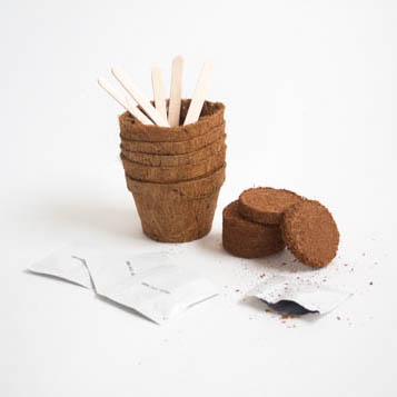 Gift Republic Grow Your Own Cactus - Grow Tin