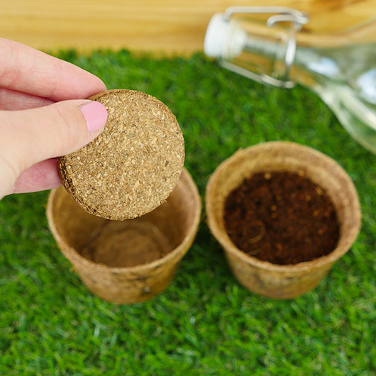 Gift Republic Grow Your Own Funky Fruit - Grow It