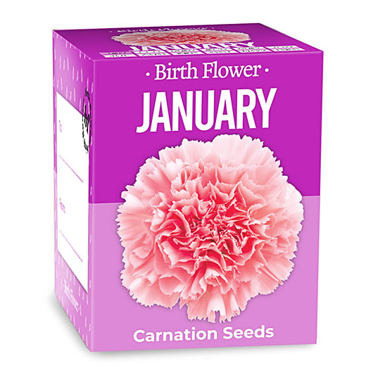 Gift Republic January Birth Flower