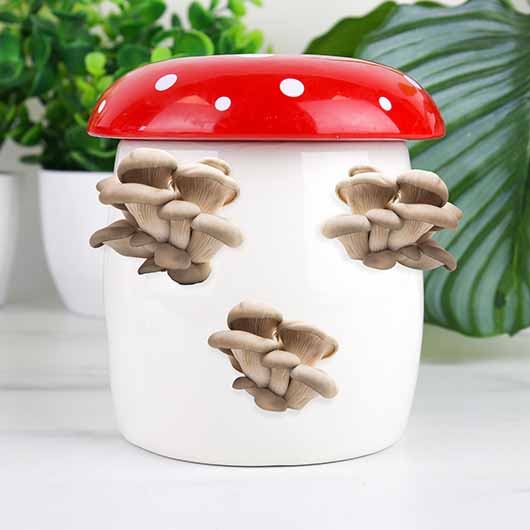 Gift Republic Mushroom Grow Kit