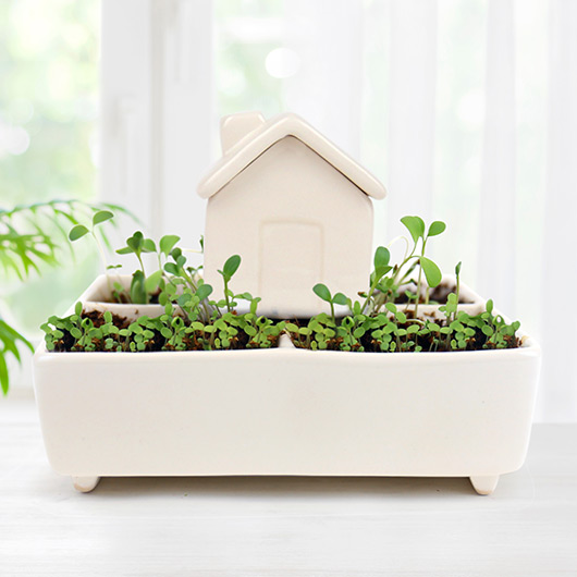 gift republic Self Watering House Herb Kit