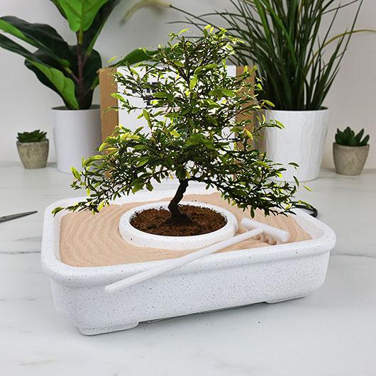 gift republic The Art of Bonsai