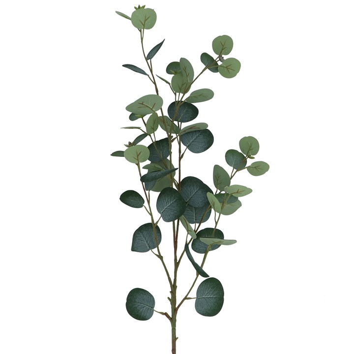 gisela graham Branch - Green Eucalyptus