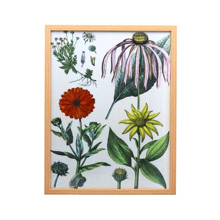 gisela graham Framed Print - Floral Study