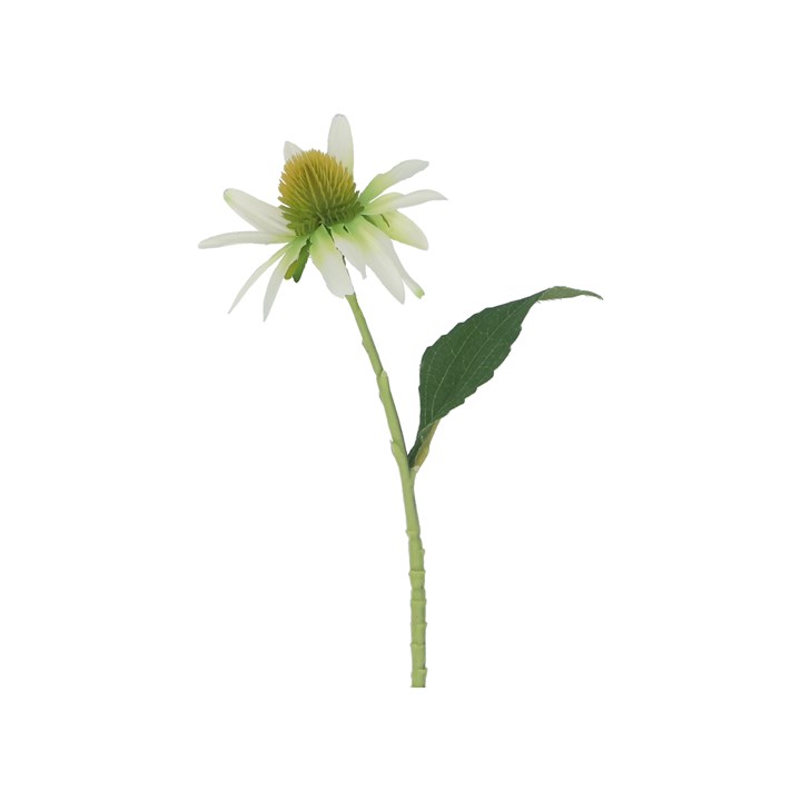 gisela graham Pick - White Rudbeckia