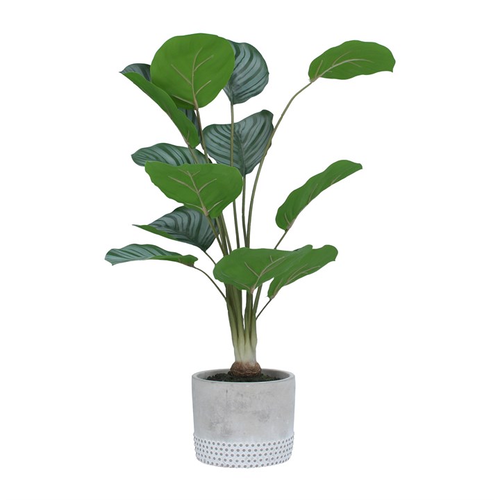 gisela graham Potted Plant - Faux Arrow Root