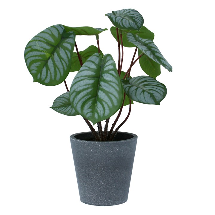 gisela graham Potted Plant - Faux Arrow Root