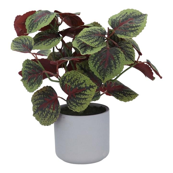 gisela graham Potted Plant - Faux Coleus