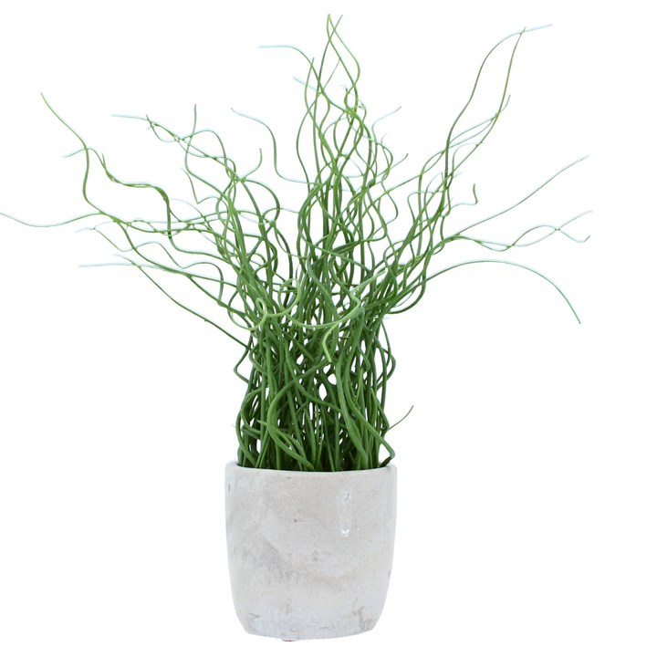gisela graham Potted Plant - Faux Corkscrew Rush