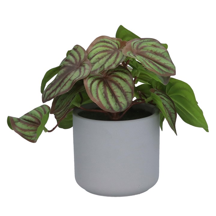 gisela graham Potted Plant - Faux Peperomia