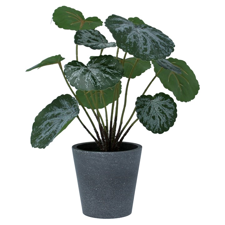 gisela graham Potted Plant - Faux Saxifraga