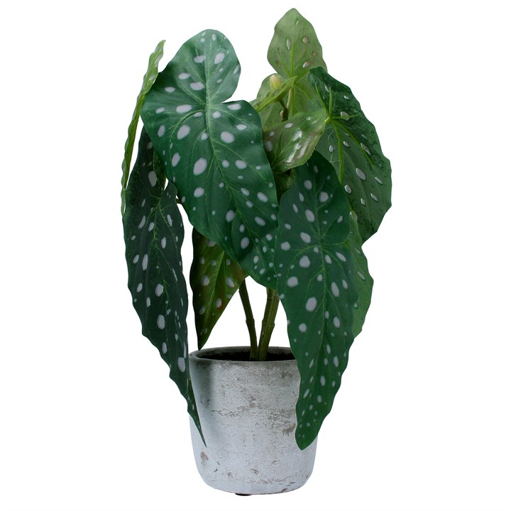 gisela graham Potted Plant - Faux Spotted Begonia