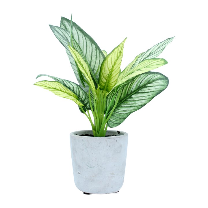 gisela graham Potted Plant - Faux Stromanthe