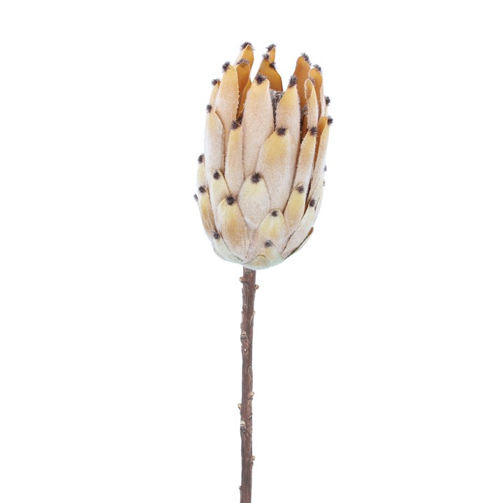 gisela graham Stem - Antique Beige Protea