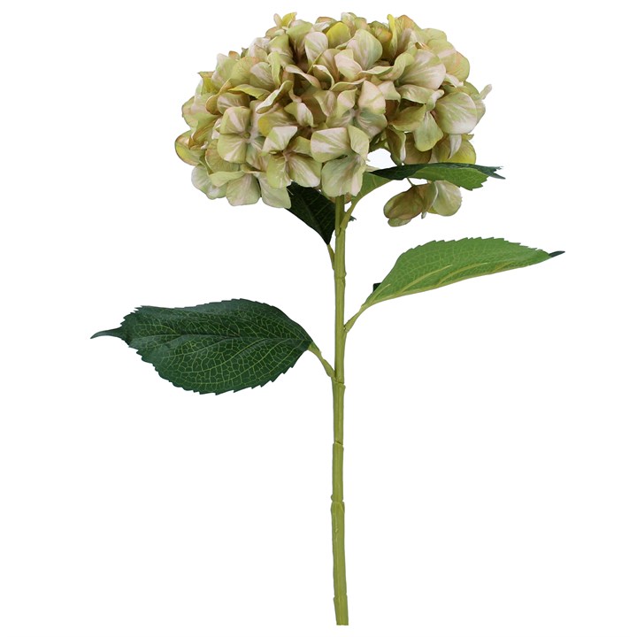 gisela graham Stem - Antiqued Green Giant Hydrangea