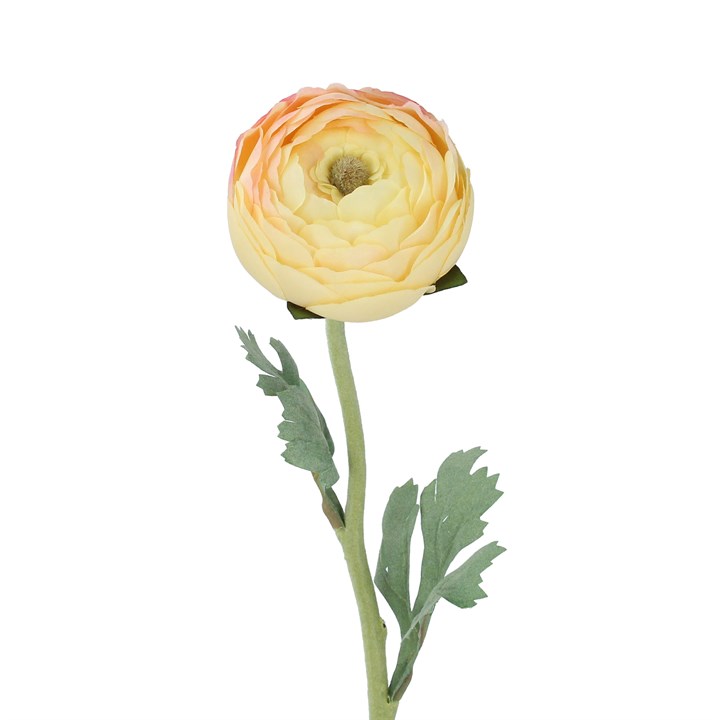 gisela graham Stem - Blush Yellow Ranunculus