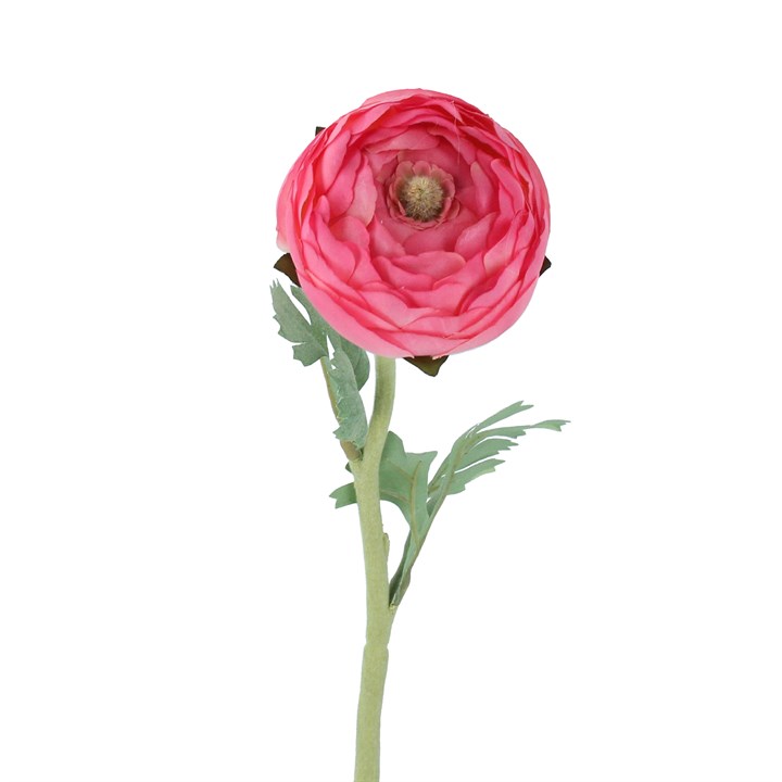 gisela graham Stem - Dark Pink Ranunculus