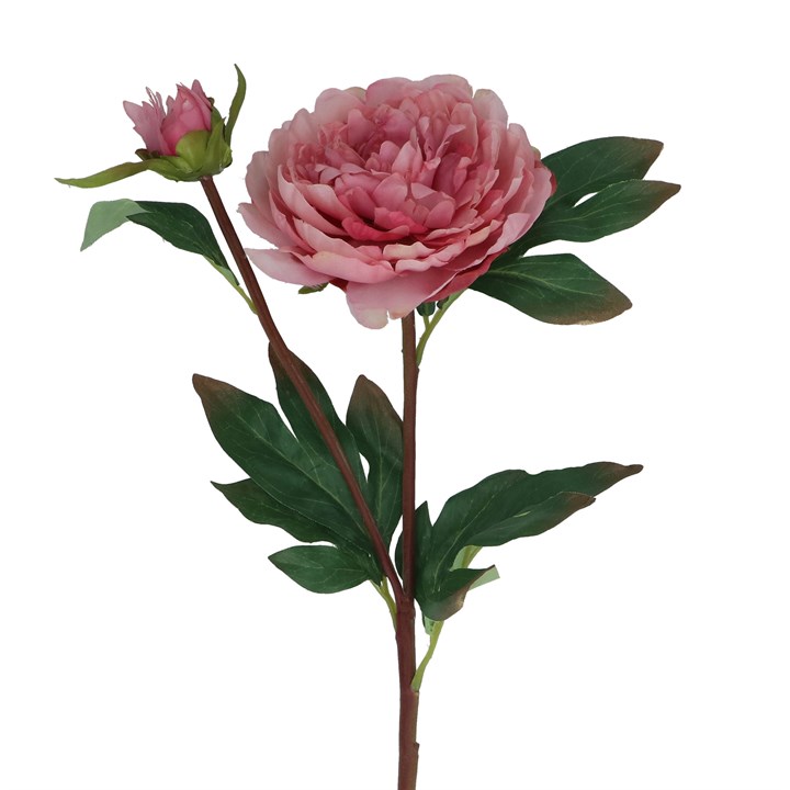 gisela graham Stem - Dusky Pink Peony w Bud