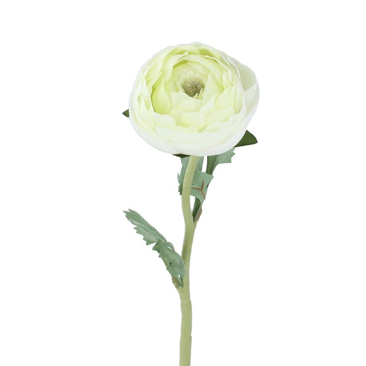 gisela graham Stem - White Ranunculus