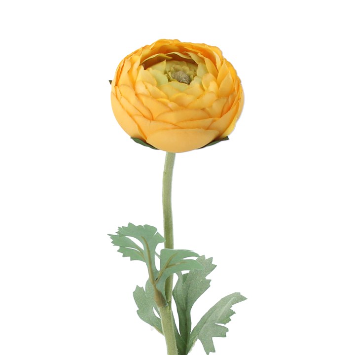 gisela graham Stem - Yellow Ranunculus