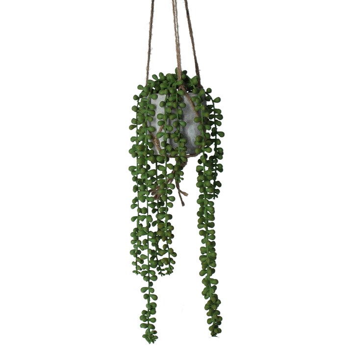 gisela graham Potted Hanging Plant - String of Pearls