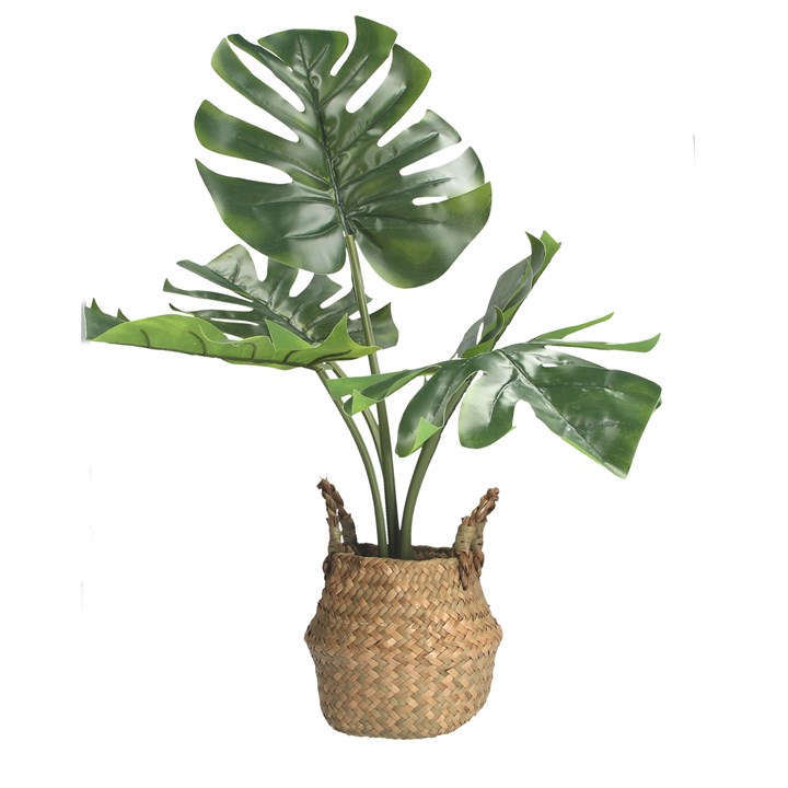 gisela graham Potted Plant - Faux Cheese Plant in Basket